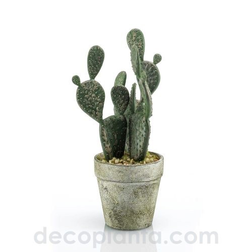 Cactus Plano Mini de 20 cm de altura