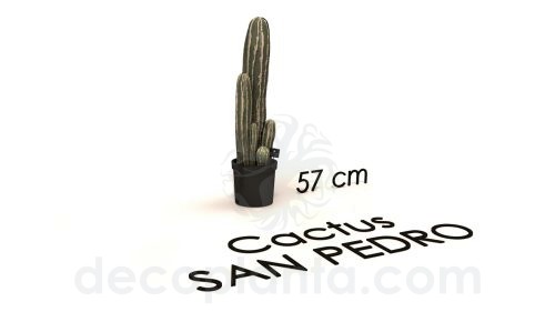 cactus san pedro de 57 cm de alto en 3D