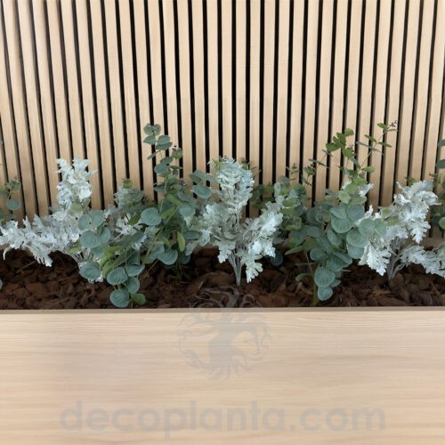 Detalle del Arbusto de Eucalipto y cineraria en una instalación interior