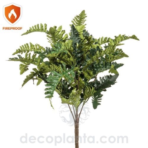 Arbusto ignífugo de Helecho Polipodio de 30 cm de altura
