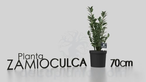 Planta Zamioculca en modelo 3D