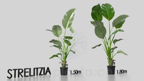 Planta Strelitzia Nicolai en 3D