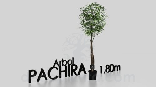 Arbol PACHIRA en 3D
