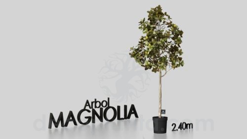 árbol gran Magnolia en modelo 3D