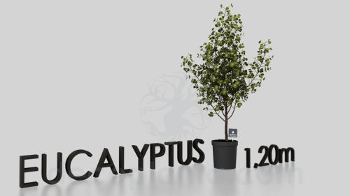 Eucalyptus en modelo 3D
