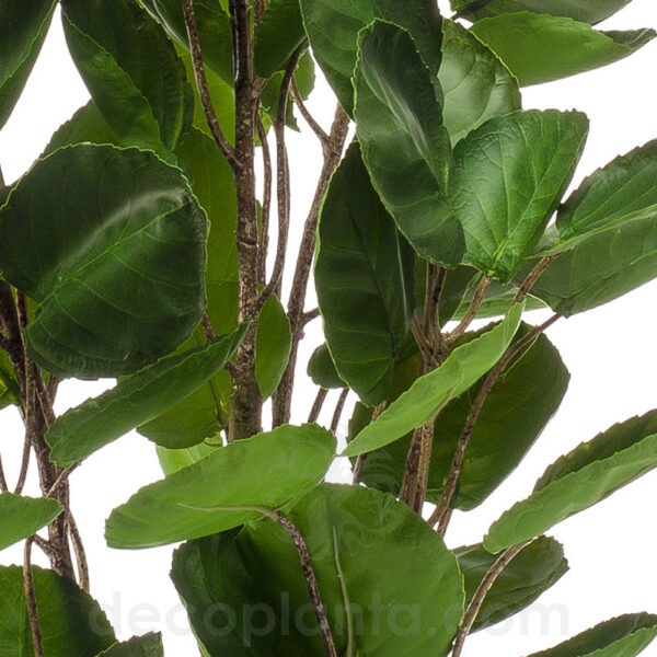 Detalle del Árbol POLYSCIAS SCUTELLARIA artificial de alto realismo con 105 cm de altura