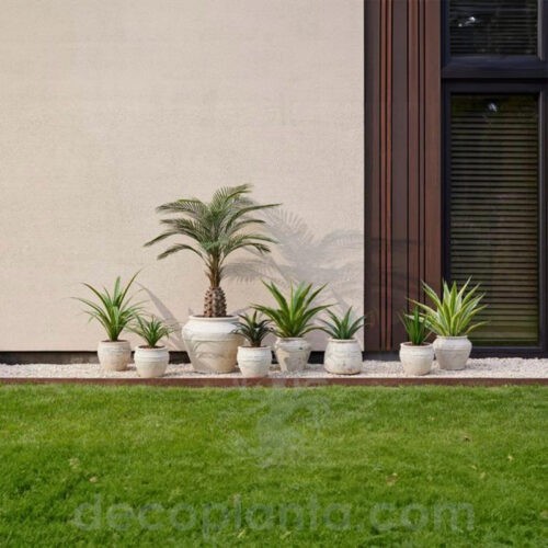 Palmera Exotic, drácena y Agave en decoración de jardín