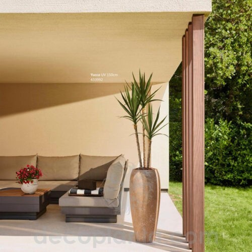 Yucca para exterior en decoración de jardín