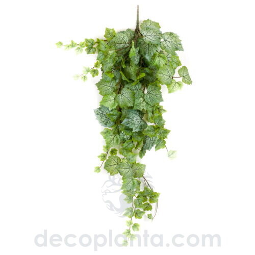 planta colgante de hoja de parra